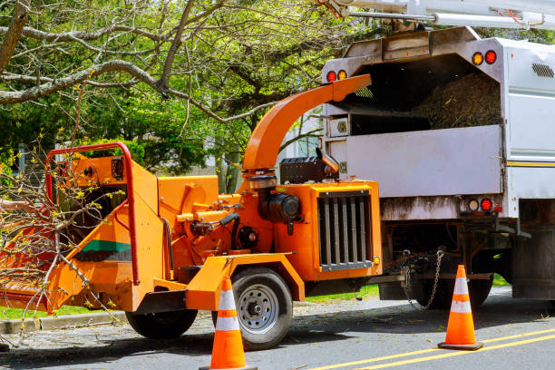 How Our Tree Care Process Works  in Rumson, NJ